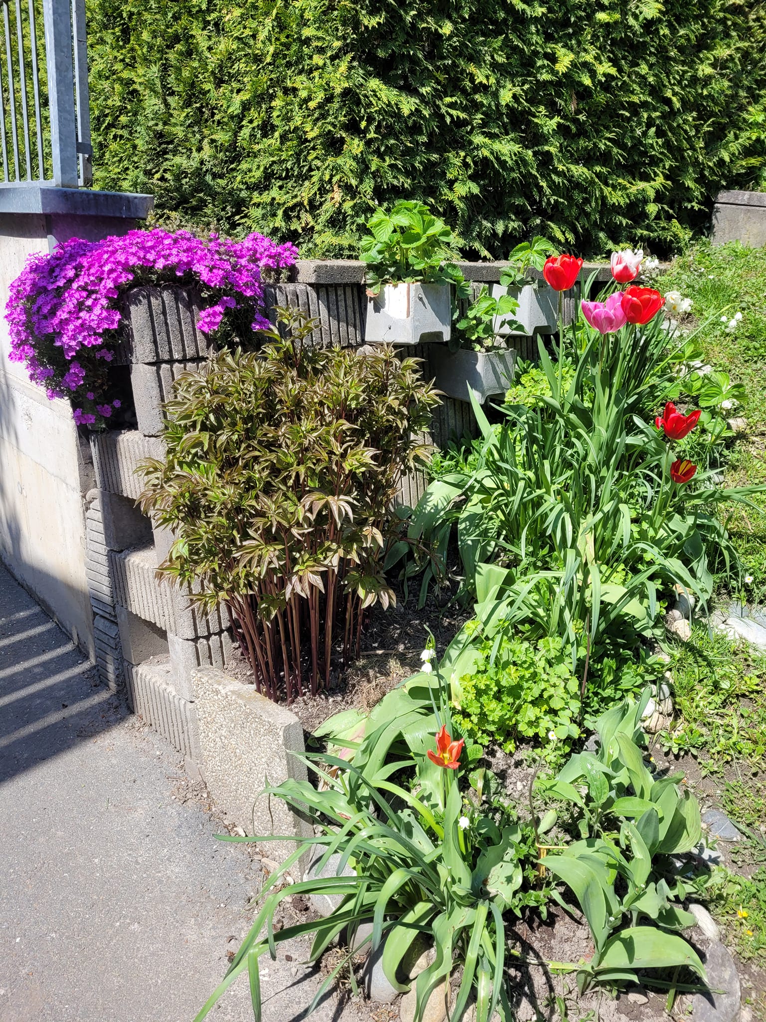 Mein Gartelparadies im Hinterhof